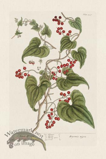 BEE 457 Black Briony